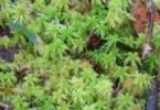  Sphagnum Palustre Extract